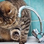 u041eu043fu0443u0431u043bu0438u043au043eu0432u0430u043d u0433u0440u0430u0444u0438u043a u043eu0442u043au043bu044eu0447u0435u043du0438u044f u0433u043eu0440u044fu0447u0435u0439 u0432u043eu0434u044b u0432 u041fu0435u0442u0435u0440u0431u0443u0440u0433u0435