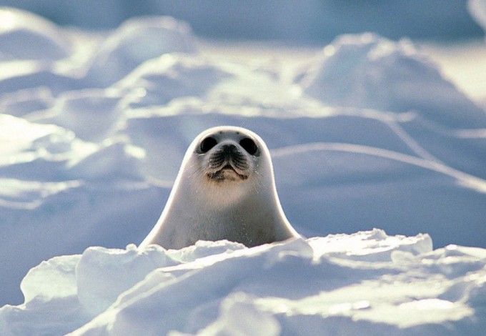 u0422u044eu043bu0435u043du0438 u0432 u041bu0443u0436u0441u043au043eu0439 u0433u0443u0431u0435 u043du0430u0445u043eu0434u044fu0442u0441u044f u0432 u0431u0435u0437u043eu043fu0430u0441u043du043eu0441u0442u0438