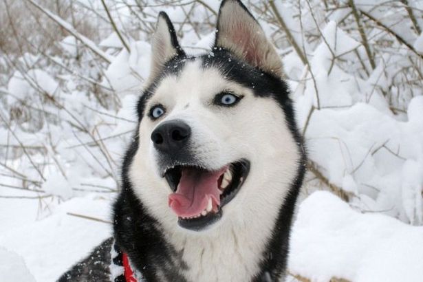 u0412u044bu0441u0442u0430u0432u043au0430 u00abu041fu043eu043au043eu0440u0438u0442u0435u043bu0438 u0421u0435u0432u0435u0440u0430u00bb