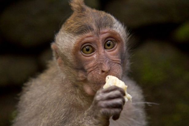 u041fu0438u0442u0435u0440u0441u043au0438u0435 u043eu0431u0435u0437u044cu044fu043du044b u043bu044eu0431u044fu0442 u0444u0430u0441u043eu043bu044c u0438 u0433u043eu0440u043eu0448u0435u043a