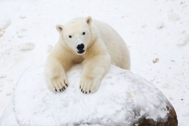 u0412 u041bu0435u043du0438u043du0433u0440u0430u0434u0441u043au043eu043c u0437u043eu043eu043fu0430u0440u043au0435 u043eu0442u043cu0435u0442u044fu0442 u041cu0435u0436u0434u0443u043du0430u0440u043eu0434u043du044bu0439 u0434u0435u043du044c u0431u0435u043bu043eu0433u043e u043cu0435u0434u0432u0435u0434u044f