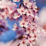 u0412 u041fu0435u0442u0435u0440u0431u0443u0440u0433u0435 u0437u0430u0446u0432u0435u043bu0430 u0441u0430u043au0443u0440u0430