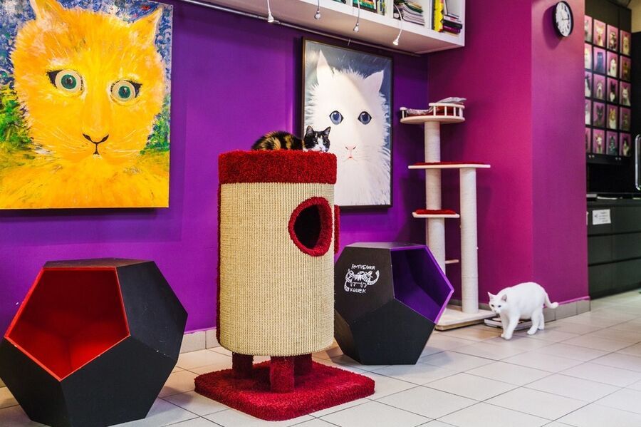 Республика кошек - котокафе где можно пообщаться с кошками в уютной атмосфере