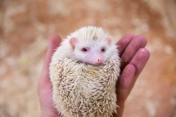 u041au043eu043du0442u0430u043au0442u043du044bu0435 u0437u043eu043eu043fu0430u0440u043au0438 u041fu0435u0442u0435u0440u0431u0443u0440u0433u0430