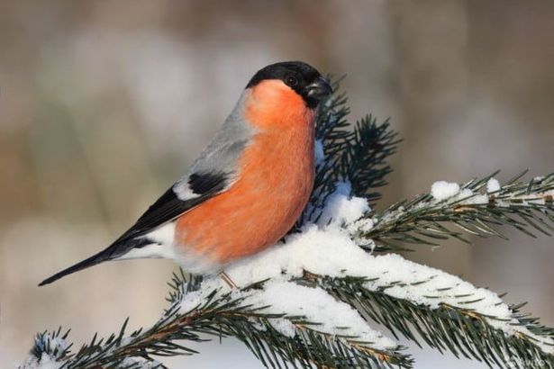 Как гласят народные приметы, снегири — предвестники наступающих холодов. В этом году пернатые красногрудые друзья не прогадали: прилетели в тот самый момент, когда Петербург накрыли морозы.