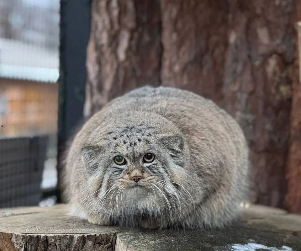 Манул Шу и птица-носорог калао Шанти признаны самыми популярными обитателями Ленинградского зоопарка по итогам 2025 года.