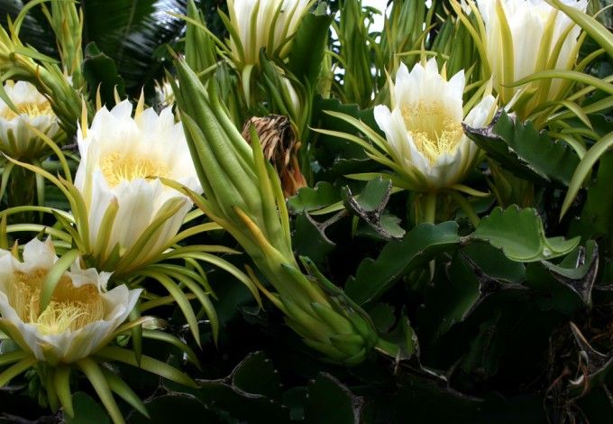 u0412 u0411u043eu0442u0430u043du0438u0447u0435u0441u043au043eu043c u0441u0430u0434u0443 u044du0442u043eu0439 u043du043eu0447u044cu044e u043cu043eu0436u043du043e u0431u0443u0434u0435u0442 u0443u0432u0438u0434u0435u0442u044c 14 u00abu0426u0430u0440u0438u0446 u043du043eu0447u0438u00bb