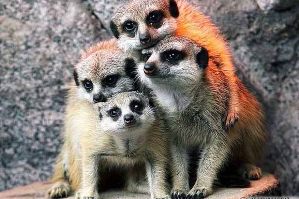 u0412 u0414u0435u043du044c u0437u0430u0449u0438u0442u044b u0434u0435u0442u0435u0439 u0448u043au043eu043bu044cu043du0438u043au043eu0432 u0431u0435u0441u043fu043bu0430u0442u043du043e u043fu0443u0441u0442u044fu0442 u0432 u041bu0435u043du0438u043du0433u0440u0430u0434u0441u043au0438u0439 u0437u043eu043eu043fu0430u0440u043a