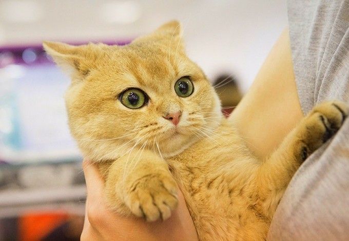 u041au043eu0448u0430u0447u0438u0439 u0444u0435u0441u0442u0438u0432u0430u043bu044c u00abu0421u0430u043cu044bu0439 u0441 u0443u0441u0430u043cu044bu0439u00bb