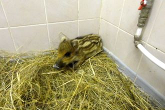 u041fu043eu0434 u041fu0435u0442u0435u0440u0431u0443u0440u0433u043eu043c u0441u043fu0430u0441u043bu0438 u043cu0430u043bu0435u043du044cu043au043eu0433u043e u043au0430u0431u0430u043du0447u0438u043au0430 u0438 u043fu043eu043au0443u0441u0430u043du043du043eu0433u043e u0435u0436u0438u043au0430