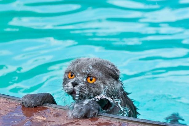 u0412u0441u0435 u0431u0430u0441u0441u0435u0439u043du044b u041fu0435u0442u0435u0440u0431u0443u0440u0433u0430 u2014 u043fu043e u0440u0430u0439u043eu043du0430u043c