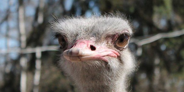 Под Петербургом расположились места, где можно познакомиться с дикими животными: зубрами, страусами, верблюдами и другими диковинными зверьками: