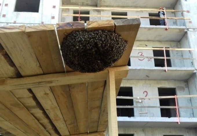 u041fu0447u0435u043bu044b u043fu0440u043eu0434u043eu043bu0436u0430u044eu0442 u043eu043au043au0443u043fu0438u0440u043eu0432u0430u0442u044c u0433u043eu0440u043eu0434