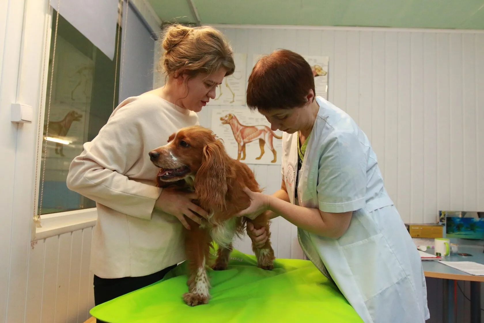 Vetspbrehab — СПА для животных в Санкт-Петербурге