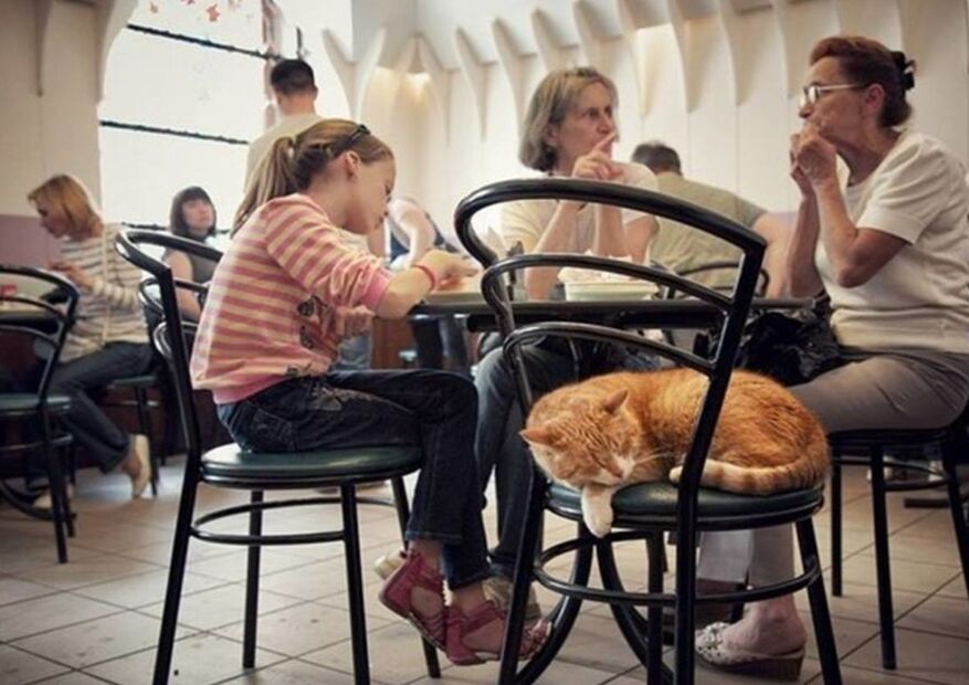 Легендарная пышечная на Большой Конюшенной с котом