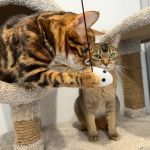 Собрали 14 зоогостиниц Петербурга для кошек, собак и экзотических животных — от загородных баз за 300₽/сутки до передержек при ветклиниках за 2000₽. Цены и условия проверены редакцией.