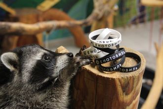 u0432u044bu0441u0442u0430u0432u043au0430 u0434u043bu044f u0435u043du043eu0442u043eu0432 u0432 u00abu0415u043du043eu0442u043eu0432u0438u043bu0435u00bb