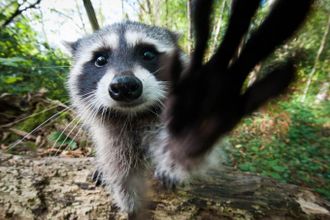 u00abu0424u0435u0441u0442u0438u0432u0430u043bu044c u0435u043du043eu0442u043eu0432u00bb u043fu0440u043eu0439u0434u0451u0442 u043du0430 u041bu0438u0433u043eu0432u043au0435