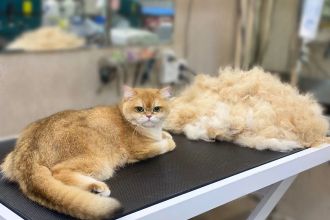 Собрали 10 лучших центров реабилитации и СПА для животных в Петербурге: от водных беговых дорожек до озоновых ванн. Актуальный гид по велнесу для питомцев на 2026 год с ценами и адресами.