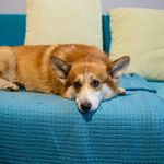 u0412 u041fu0435u0442u0435u0440u0431u0443u0440u0433u0435 u0440u0430u0431u043eu0442u0430u0435u0442 u0441u0435u0440u0432u0438u0441 u00abu0413u0443u043bu044cu0434u043eu0433u00bb