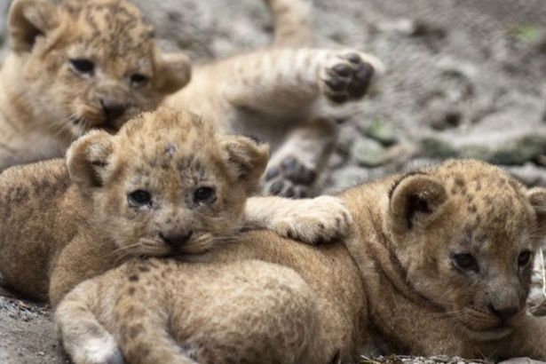 u041bu044cu0432u044fu0442u0430 u041bu0435u043du0438u043du0433u0440u0430u0434u0441u043au043eu0433u043e u0437u043eu043eu043fu0430u0440u043au0430 u043eu0431u0437u0430u0432u0435u043bu0438u0441u044c u0438u043cu0435u043du0430u043cu0438 u0438 u0442u0440u0435u0431u0443u044eu0442 u0438u0433u0440u0443u0448u043au0438