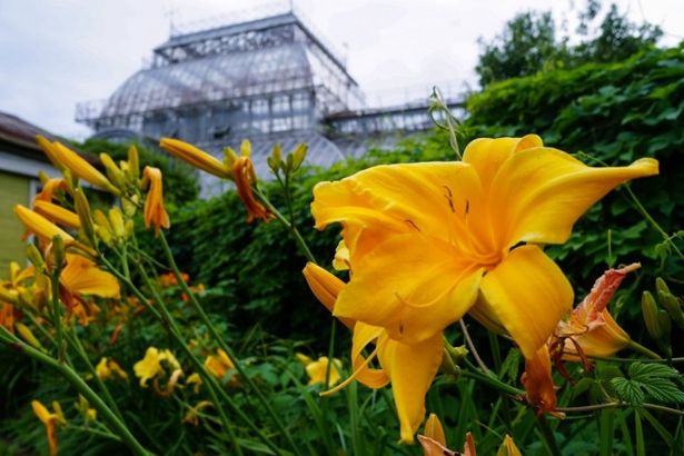Сразу две новости от сада: лилии и лилейники сейчас в полном цвету и источают сказочные ароматы. Прийти посмотреть на красоту можно в любое время. Чего не скажешь про Ботанический музей – в ближайшие выходные он примет посетителей последний раз.