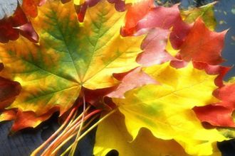 Петербуржцев ждут тысячи кленовых листьев, прекрасные осенние венки, веселье, угощения, осенние икебаны из золотистых листьев, а также увлекательный квест для детей. Мероприятие состоится 9 октября в Ботаническом саду.