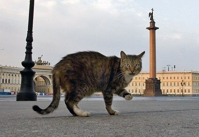 u0412u0441u0435u043cu0438u0440u043du044bu0439 u0414u0435u043du044c u043fu0435u0442u0435u0440u0431u0443u0440u0433u0441u043au0438u0445 u043au043eu0442u043eu0432