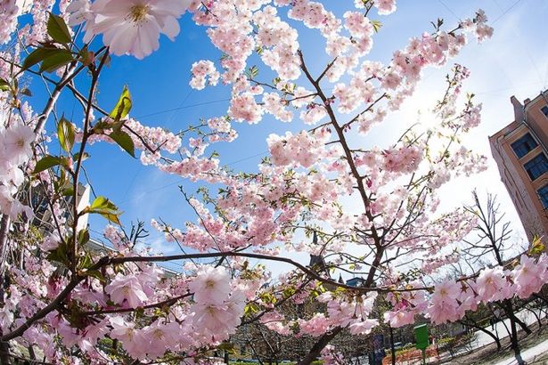 u0412 u041fu0435u0442u0435u0440u0431u0443u0440u0433u0435 u0432 u043fu0440u0430u0437u0434u043du0438u0447u043du044bu0435 u0434u043du0438 u0437u0430u0446u0432u0435u043bu0430 u0441u0430u043au0443u0440u0430