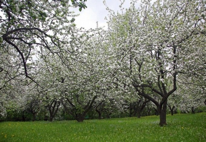 u041cu043eu043bu043eu0434u044bu0435 u043fu0440u0435u0434u043fu0440u0438u043du0438u043cu0430u0442u0435u043bu0438 u043fu043eu0434u0430u0440u044fu0442 u0433u043eu0440u043eu0434u0443 u044fu0431u043bu043eu043du0435u0432u044bu0439 u0441u0430u0434