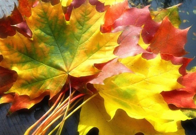 Петербуржцев ждут тысячи кленовых листьев, прекрасные осенние венки, веселье, угощения, осенние икебаны из золотистых листьев, а также увлекательный квест для детей. Мероприятие состоится 9 октября в Ботаническом саду.