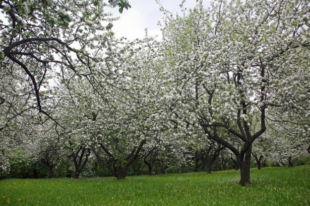 u041cu043eu043bu043eu0434u044bu0435 u043fu0440u0435u0434u043fu0440u0438u043du0438u043cu0430u0442u0435u043bu0438 u043fu043eu0434u0430u0440u044fu0442 u0433u043eu0440u043eu0434u0443 u044fu0431u043bu043eu043du0435u0432u044bu0439 u0441u0430u0434