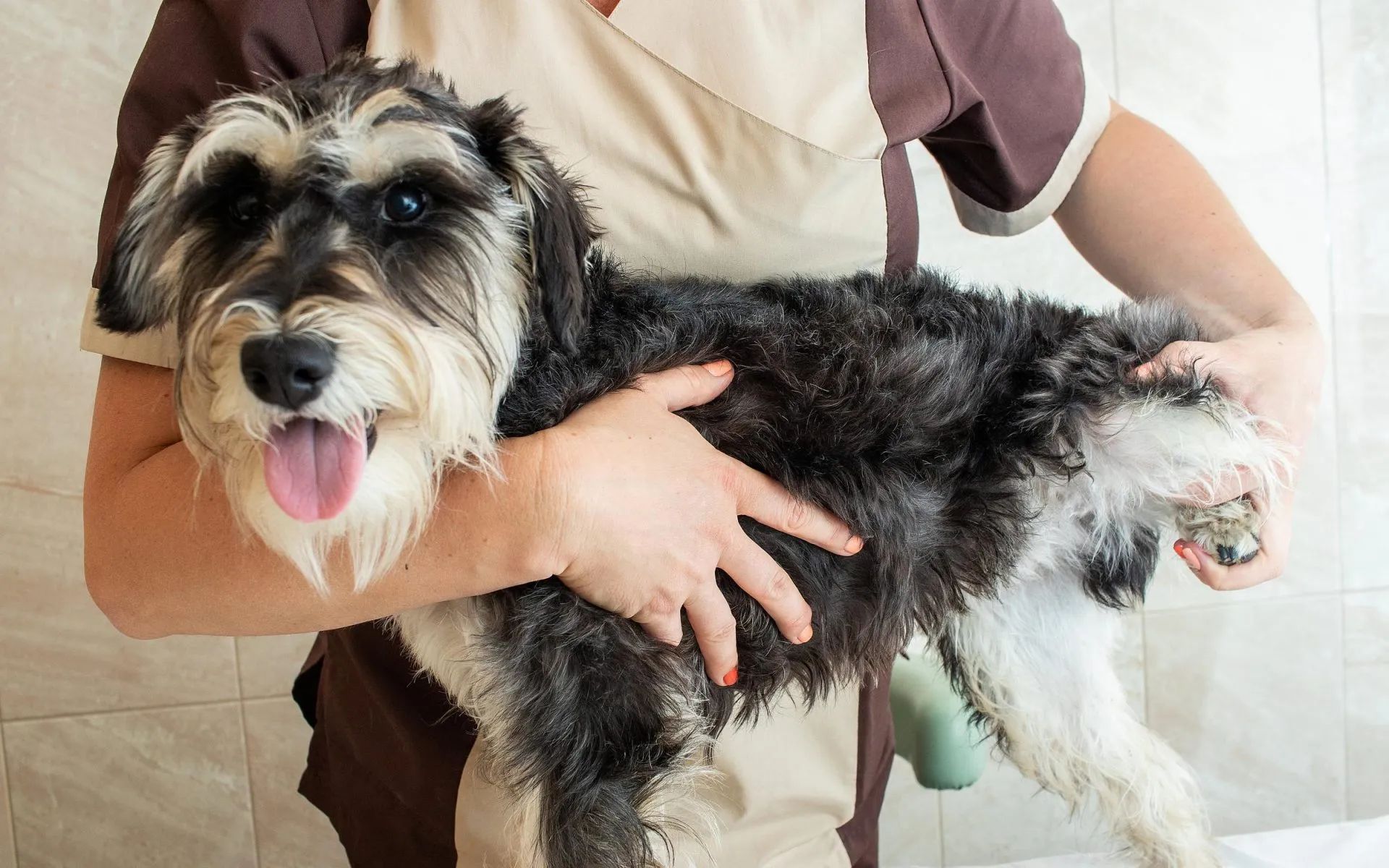 Остеовет — СПА для животных в Санкт-Петербурге