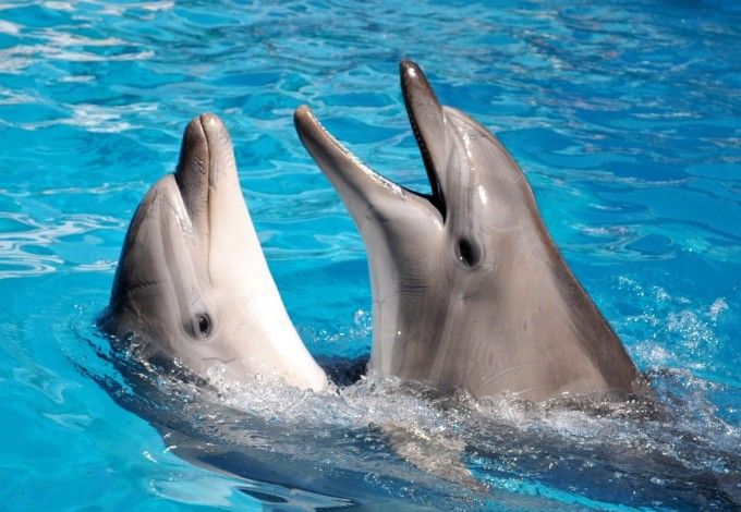 u041du043eu0432u044bu0439 u0434u0435u043bu044cu0444u0438u043du0430u0440u0438u0439 u0434u043bu044f u0434u0435u043bu044cu0444u0438u043du043eu0432-u043cu0430u043bu044bu0448u0435u0439 u043fu043eu0441u0442u0440u043eu044fu0442 u0432 u041du0435u0432u0441u043au043eu043c u0440u0430u0439u043eu043du0435