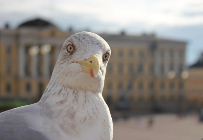 u041fu0435u0442u0435u0440u0431u0443u0440u0436u0446u044b u0441u043fu0430u0441u043bu0438 u0440u0430u043du0435u043du0443u044e u0447u0430u0439u043au0443