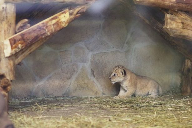 u041cu0443u0437u0435u0439u0449u0438u043au0438 u043fu0440u0435u0434u043bu0430u0433u0430u044eu0442 u0434u0430u0442u044c u0438u043cu044f u0418u0441u0430u0430u043au0438u0439 u043bu044cu0432u0435u043du043au0443 u0438u0437 u0437u043eu043eu043fu0430u0440u043au0430