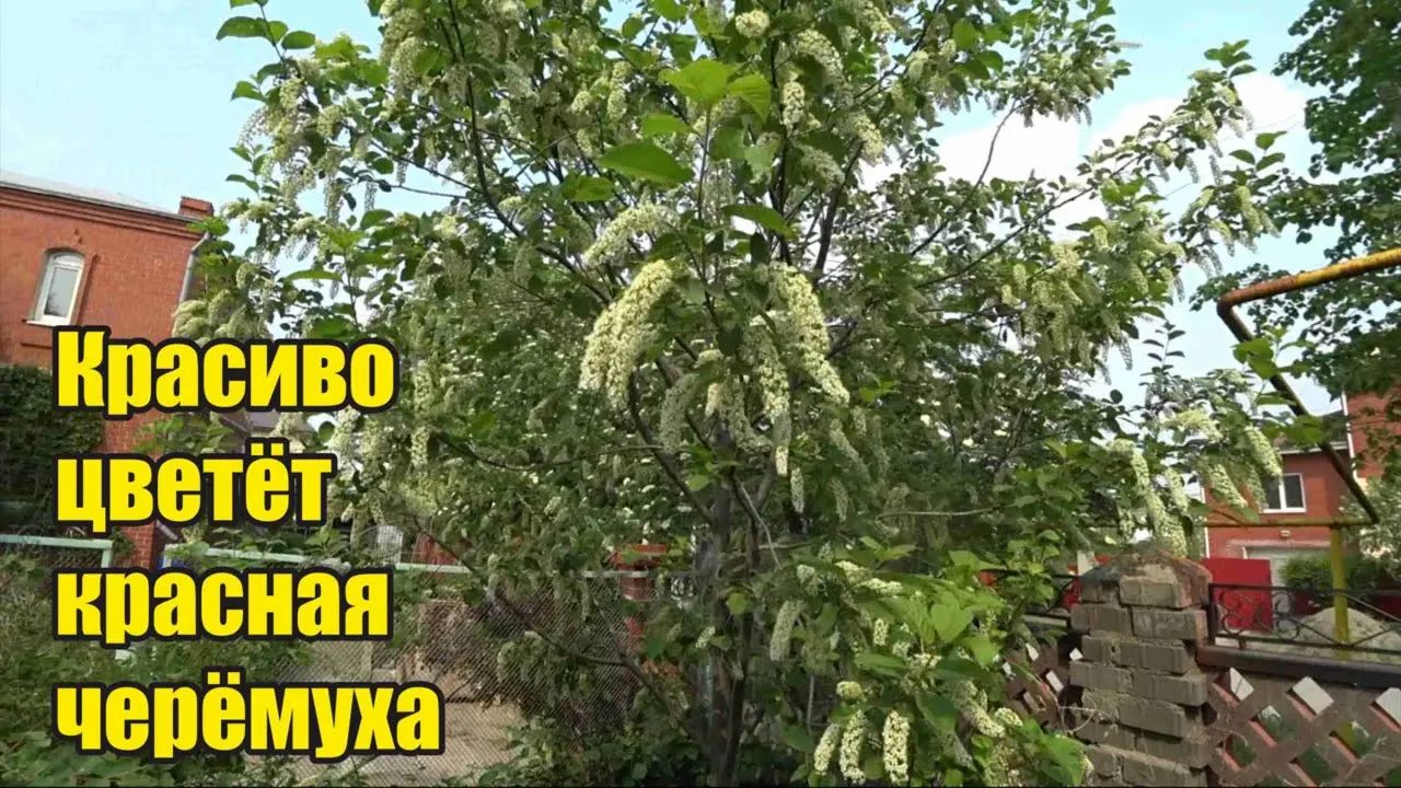 Около строящегося футбольного стадиона в западной части Крестовского острова высадили 18 мелколистных лип, более 500 саженцев кизильника блестящего и 48 кустов сирени различных сортов.