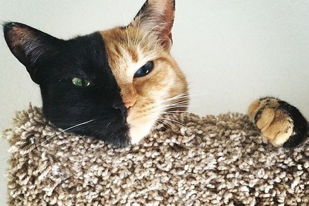 u0412u044bu0441u0442u0430u0432u043au0430-u0440u0430u0437u0434u0430u0447u0430 u043du0435u043eu0431u044bu0447u043du044bu0445 u043au043eu0442u0438u043au043eu0432 u043fu0440u043eu0439u0434u0435u0442 u0432 u041fu0435u0442u0435u0440u0431u0443u0440u0433u0435