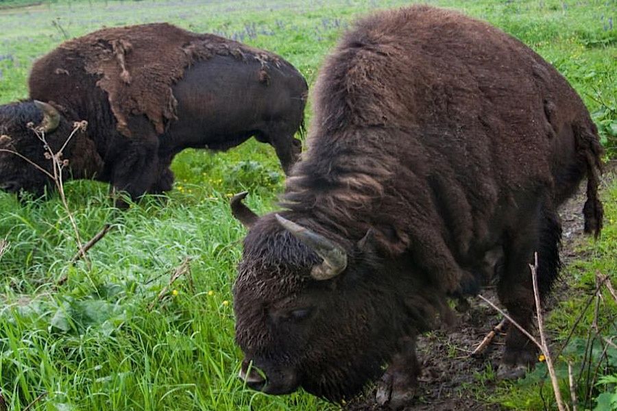 Зубровник в Токсово
