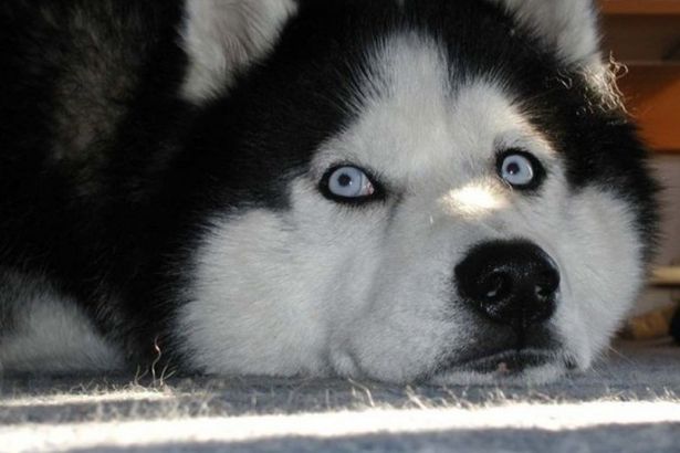 u041eu0442 u043cu0430u043bu0430u043cu0443u0442u043eu0432 u0434u043e u0441u0430u043cu043eu0435u0434u043eu0432 u043du0430 u0444u0435u0441u0442u0438u0432u0430u043bu0435 u00abu0421u043au0430u0437u043au0438 u043e u0445u0430u0441u043au0438u00bb