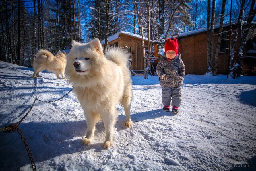 Хаски-центр «Белый Ветер» - общение с ездовыми собаками и катание на упряжках