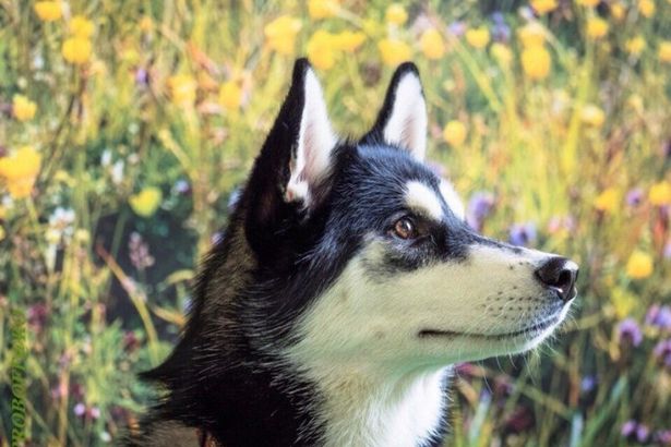 u0424u0435u0441u0442u0438u0432u0430u043bu044c u043eu0447u0430u0440u043eu0432u0430u0442u0435u043bu044cu043du044bu0445 u0445u0430u0441u043au0438 u0438 u043cu0430u043bu0430u043cu0443u0442u043eu0432 u043fu0440u043eu0439u0434u0435u0442 u0432 u00abu042du0442u0430u0436u0430u0445u00bb