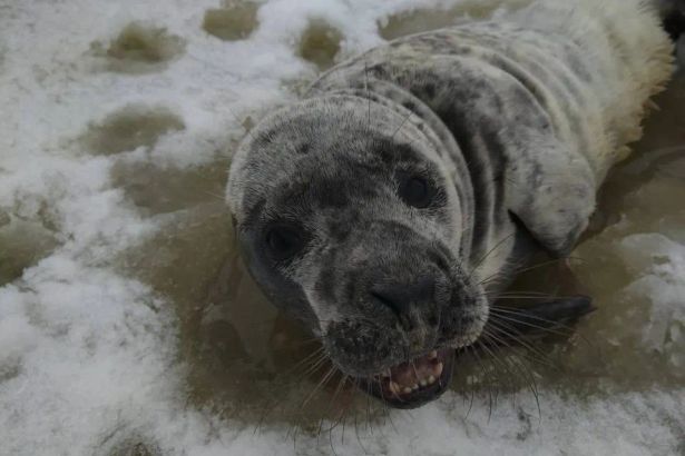 Сообщение о том, что в Сидоровский канал Ломоносова прибило льдину с тюлененком, поступило в фонд около полудня 4 апреля от члена экипажа гидрографического катера.