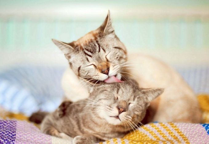 u0414u0435u043du044c u0441u0432u044fu0442u043eu0433u043e u0412u0430u043bu0435u043du0442u0438u043du0430 u0432 u00abu0420u0435u0441u043fu0443u0431u043bu0438u043au0435 u043au043eu0448u0435u043au00bb