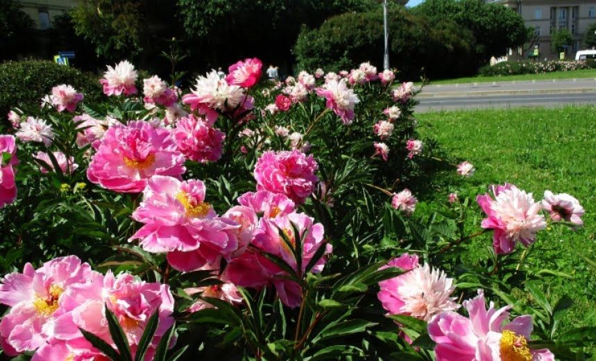 u041fu0438u043eu043du044b u043du0430 u041cu0430u0440u0441u043eu0432u043eu043c u043fu043eu043bu0435