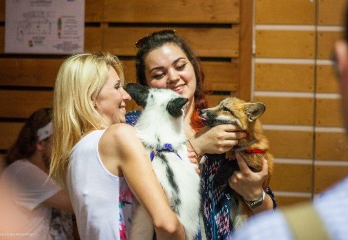 Фестиваль Лисиц