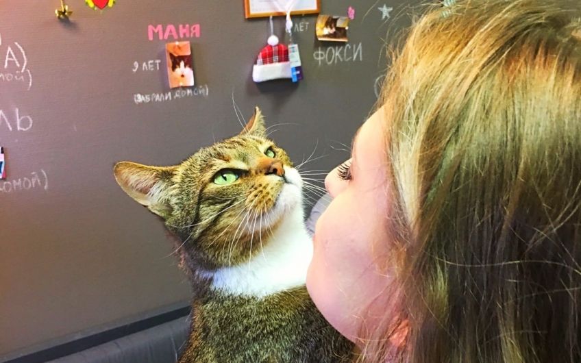 Кошачий приют и котокафе на Галерной, 44 решил открыть свои двери для посетителей. Пока к усатым-полосатым можно попасть по одному человеку и по предварительной записи – в приюте принимают все необходимые меры осторожности в связи с вирусом, как для людей, так и для животных.
