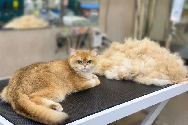 Собрали 10 лучших центров реабилитации и СПА для животных в Петербурге: от водных беговых дорожек до озоновых ванн. Актуальный гид по велнесу для питомцев на 2026 год с ценами и адресами.