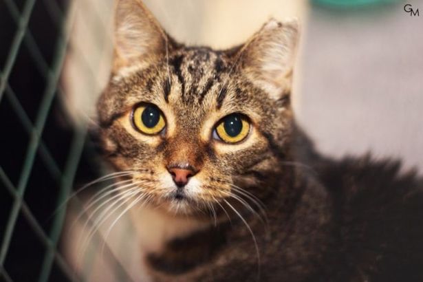 u0412u044bu0441u0442u0430u0432u043au0430-u0440u0430u0437u0434u0430u0447u0430 u00abu0414u043eu0440u043eu0433u0430 u0434u043eu043cu043eu0439u00bb