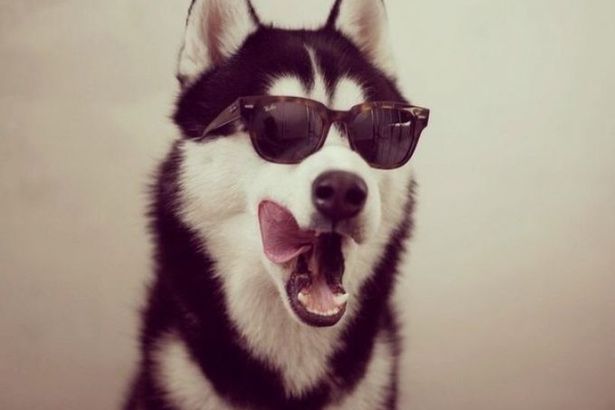 u0424u0435u0441u0442u0438u0432u0430u043bu044c u00abu0425u0430u0441u043au0438u00bb